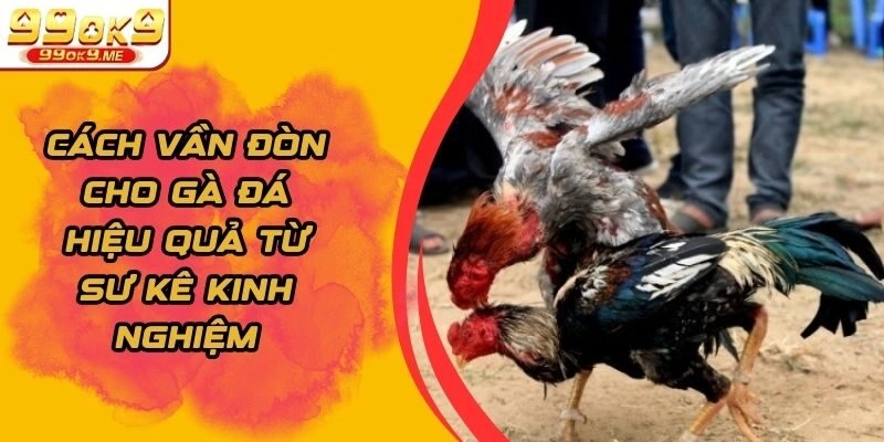 Cách Vần Đòn Cho Gà Đá Hiệu Quả Từ Sư Kê Kinh Nghiệm