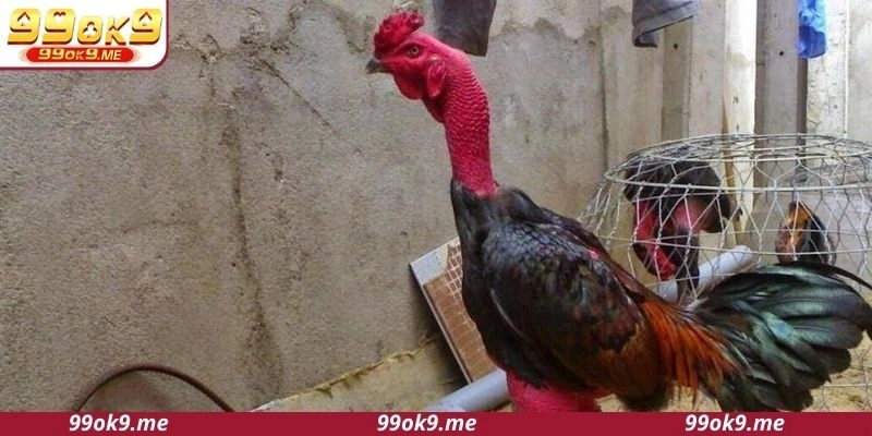 Lưu ngay tips hay từ cao thủ cách vần đòn cho gà đá