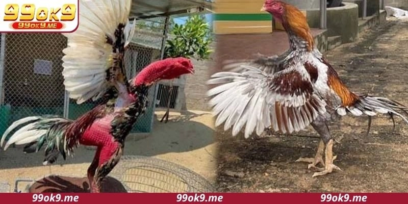 Tăng cường sức bền khi cách vần đòn cho gà đá chuẩn xác