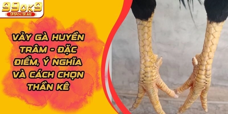 Vảy Gà Huyền Trâm - Đặc Điểm, Ý Nghĩa Và Cách Chọn Thần Kê