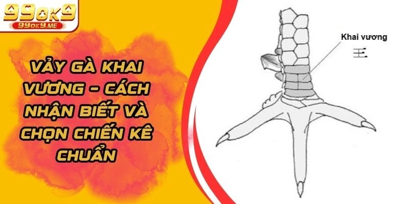 Vảy Gà Khai Vương – Cách Nhận Biết Và Chọn Chiến Kê Chuẩn