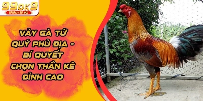 Vảy Gà Tứ Quý Phủ Địa - Bí Quyết Chọn Thần Kê Đỉnh Cao